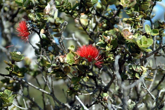 Lehua tree