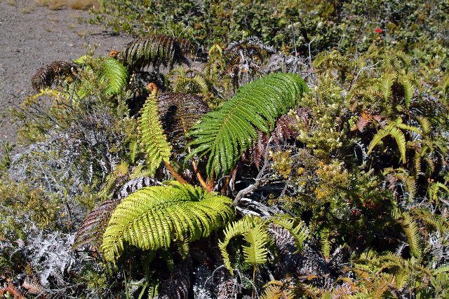 Fern