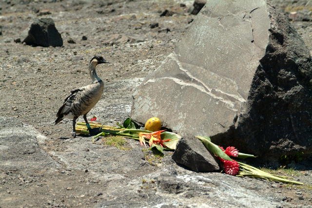 Nene, state bird of Hawaii