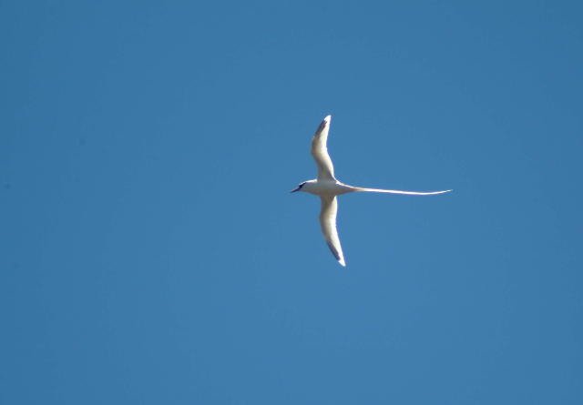 Tropicbird