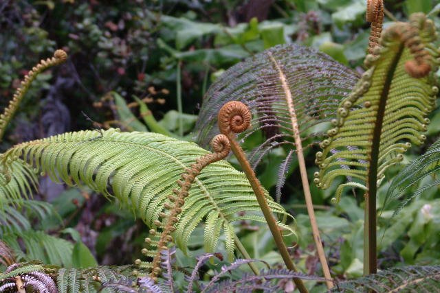 Sedleria Fern <i>Sedleria cyatheoides</i>