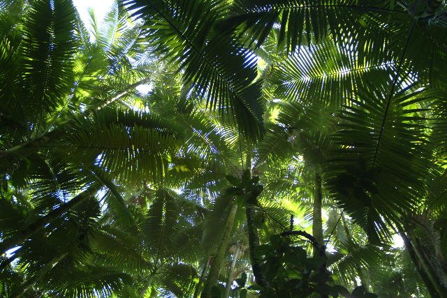 Hawaii Tropical Botanical Gardernsq