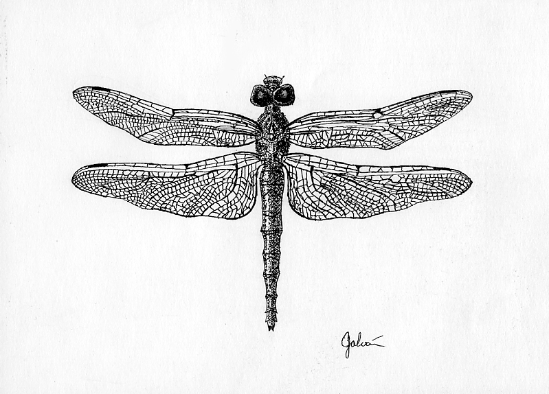 Basket-tail Dragon Fly Epitheca spinigera. Crow quill and ink.